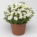 Arenaria Blizzard Co...