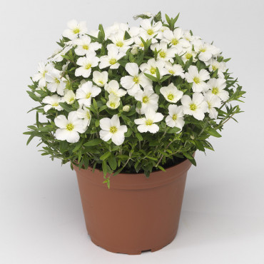 Arenaria Blizzard Co...