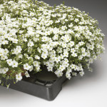 Arenaria Blizzard...