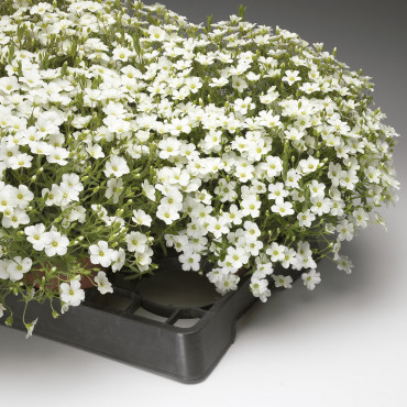 Arenaria Blizzard...