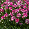 Armeria Armada