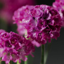 Armeria Armada