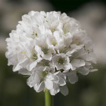 Armeria Armada...