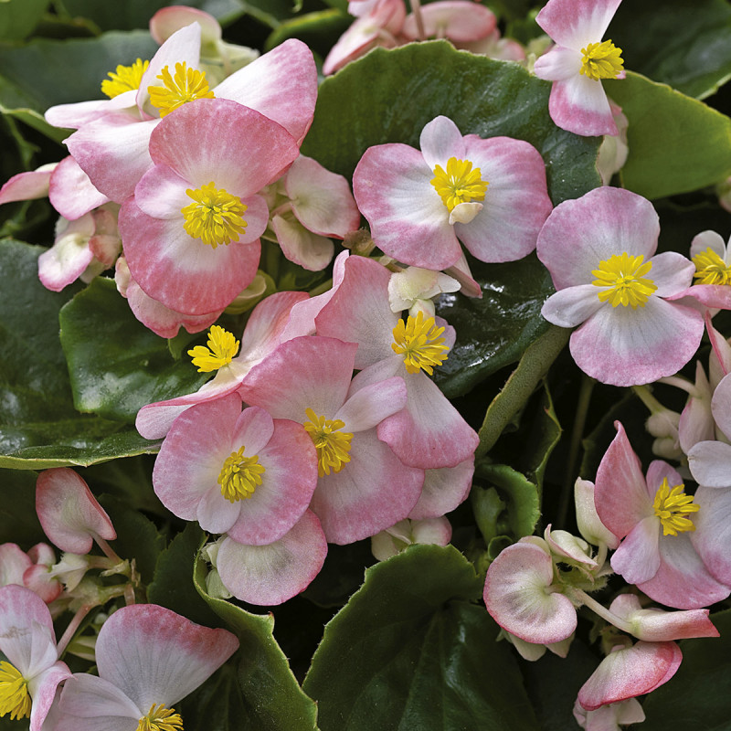 Begonia F. Bada Bing