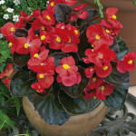 Begonia F. Bada Boom...