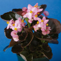 Begonia F. Eureka