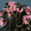 Begonia F. Eureka