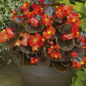 Begonia F. Eureka