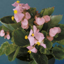 Begonia F. Eureka