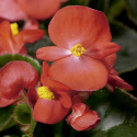 Begonia F. Eureka