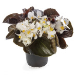 Begonia F. Bowler Ha...