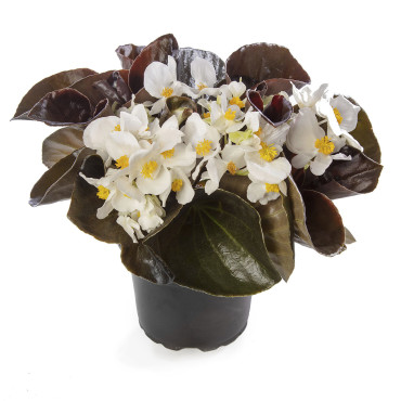 Begonia F. Bowler Ha...