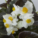 Begonia F. Bowler Hat