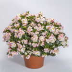 Begonia F. Tophat...