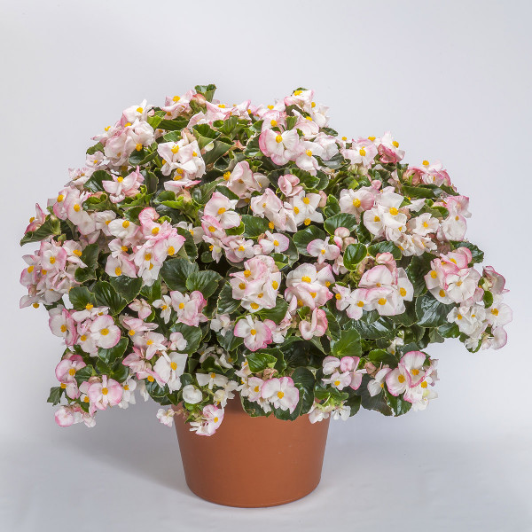 Begonia F. Tophat