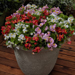 Begonia F. Topspin...