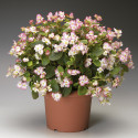 Begonia F. Volumia