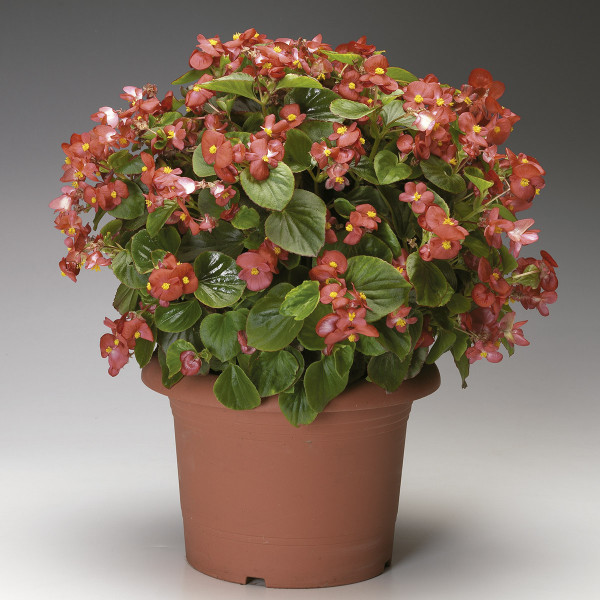 Begonia F. Volumia