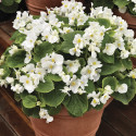 Begonia F. Volumia