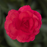 Begonia T. Limitless...