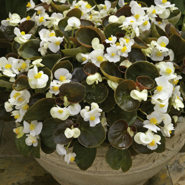 Begonia F. Eureka...