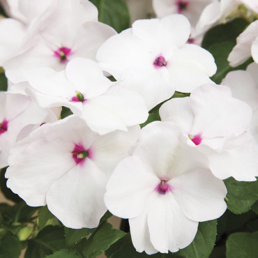 Belen Accent Premium...