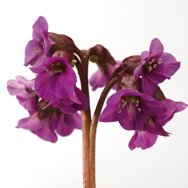 Bergenia Shoeshine