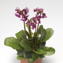 Bergenia Shoeshine