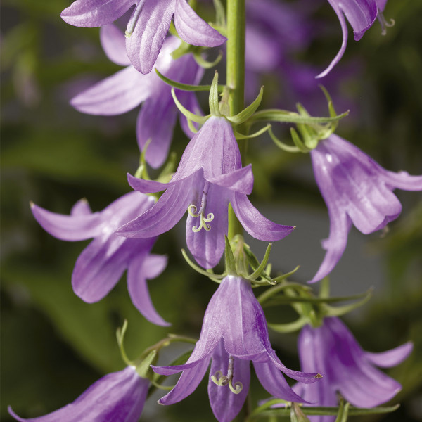 Campanula Rap. Cambell