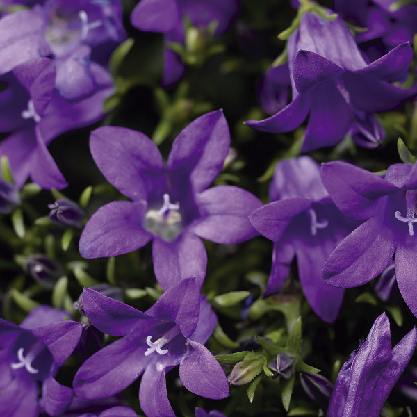 Campanula Port. Clockwise