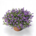 Campanula Port. Clockwise