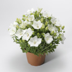 Campanula Carp. Pris...