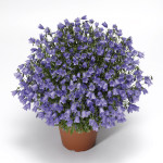 Campanula Coch. Swin...