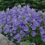 Campanula Per. Earli...