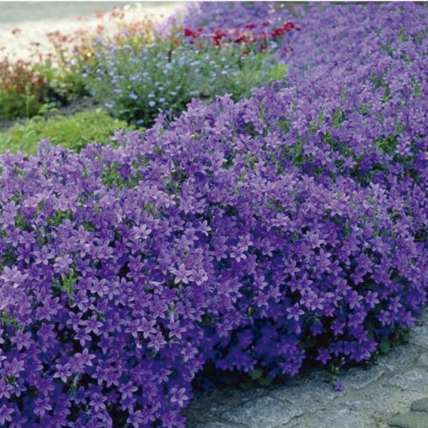 Campanula Gar. Filligree