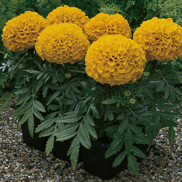 Cempasuchil Afr. Ant...