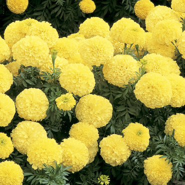 Cempasuchil Afr. Inc...