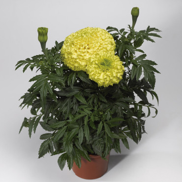 Cempasuchil Afr. Per...