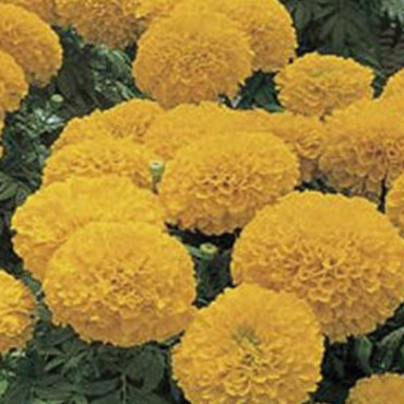 Cempasuchil Afr. Inc...