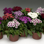 Clavellina Barbarini...