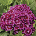 Clavellina Barbarini