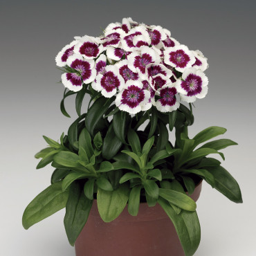 Clavellina Diabunda...