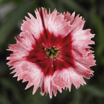 Clavellina Super Par...