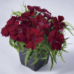 Clavellina Venti Par...