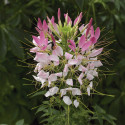 Cleome Sparkler