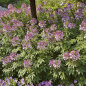 Cleome Sparkler