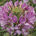 Cleome Sparkler