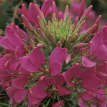 Cleome Sparkler...
