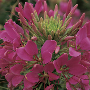 Cleome Sparkler...