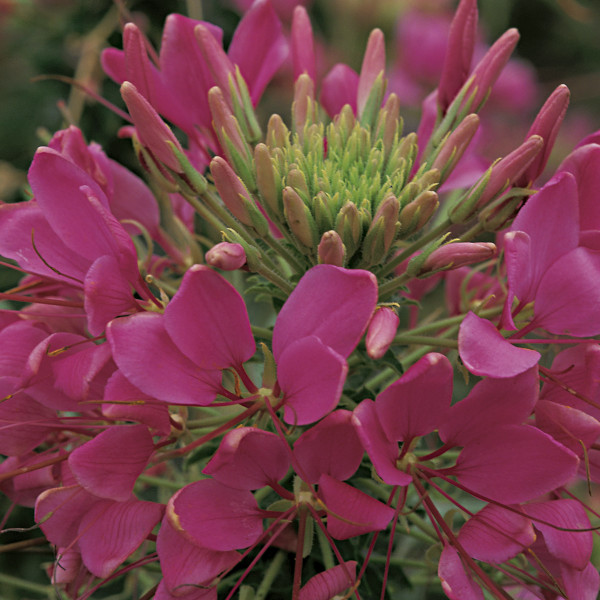 Cleome Sparkler